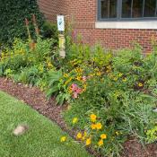 Native Plant Pollinator Garden at City Hall in Bloom