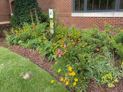 Native Plant Pollinator Garden at City Hall in Bloom