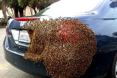 swarm on car