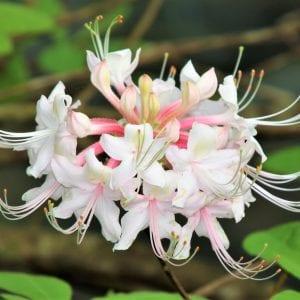 Piedmont Native Azalea
