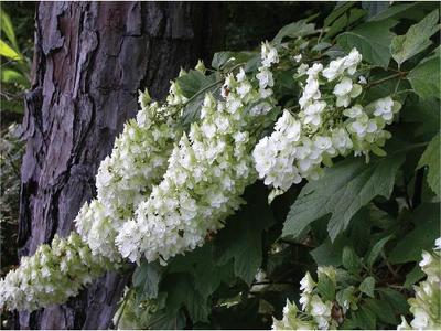 Native Oakleaf Hydrangea