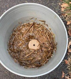 Mosquito Dunk Floating in Straw