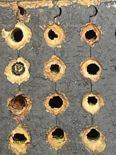 Leafcutter Bee Nesting Cavities (see Bee-Bum?)
