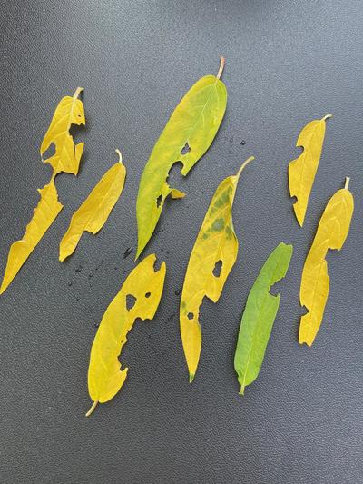 Evidence of Leafcutter Bee "snippings" of Milkweed Leaves for Lining Nesting Cavities for Leafcutter Bees