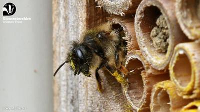 Red Mason Bee Laying Eggs in Nesting Cavity