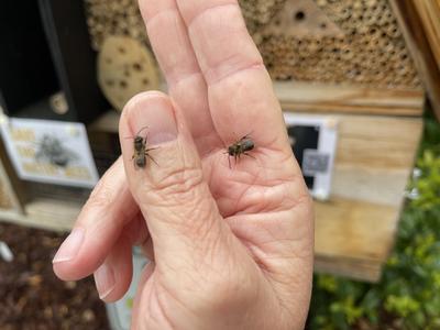 Newly Emerged (gentle) Leafcutter Bees on City Planner's Hand